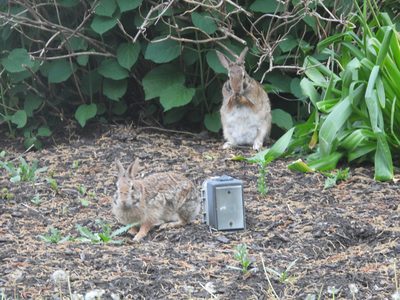 Eastern Cottontail