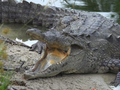 American Crocodile
