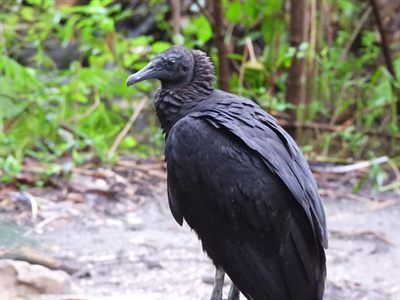 Black Vulture — Side profile with wet plumage on a forest path
