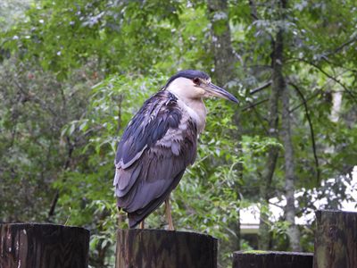 Black-crowned Night-Heron — Wild bird on a boardwalk post, red eye against green foliage