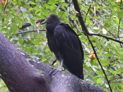 Black Vulture — Wild bird perched in a tree in the rain