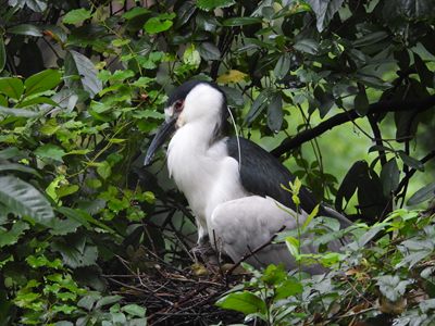 Black-crowned Night-Heron — Wild breeding adult with a white head plume on its stick nest, a downy chick underneath