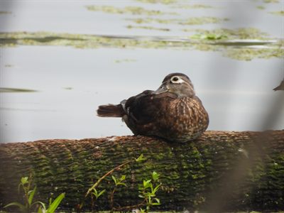 Wood Duck — Female resting on a mossy log, white teardrop eye-ring