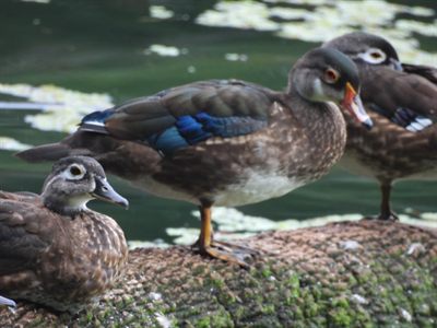 Wood Duck — Eclipse male with red eye and blue speculum beside a female and a juvenile on a mossy log