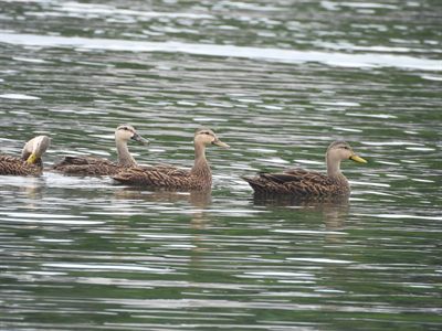 Mottled Duck — Four swimming in a line; plain buff head and yellow bill (Mallard hybrids also occur in Florida)