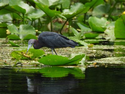 Little Blue Heron — Foraging from a spatterdock leaf, maroon neck reflected in the river