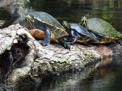 Florida Red-bellied Cooter — Three basking on a log, arrow-shaped yellow head stripes and red-orange shell edges