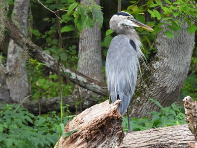 Great Blue Heron — Breeding plumes on a stump against cypress forest