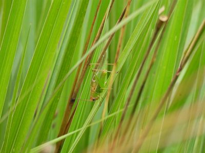 Meadow Katydid — Small green katydid with thread-like antennae among palm fronds; genus not determined