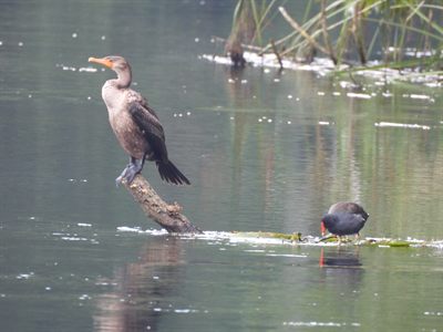 Double-crested Cormorant — Pale-breasted juvenile on a snag while a Common Gallinule forages on floating debris
