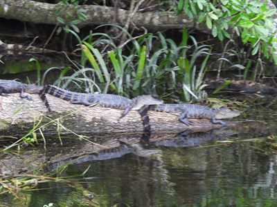 American Alligator — Banded juveniles piled on a log with their reflection