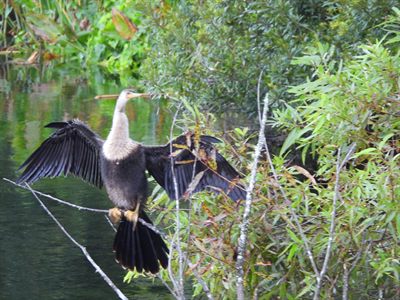 Anhinga — Female drying her spread wings on a branch over the Silver River