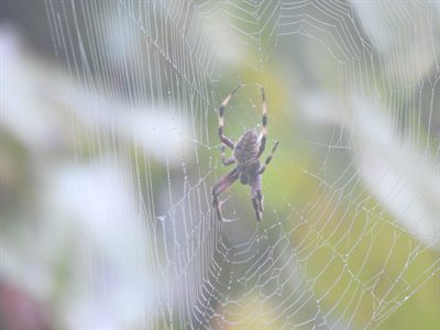 Spotted Orbweaver — Banded legs on a dew-beaded orb web