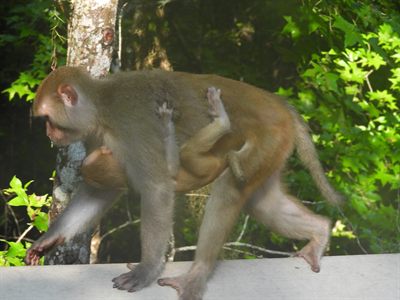 Rhesus Macaque — Introduced free-ranging troop; a mother walking the boardwalk rail with her infant clinging underneath