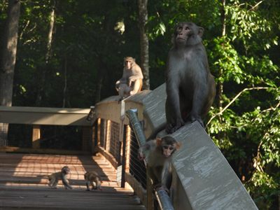 Rhesus Macaque — Introduced free-ranging troop; adult on the boardwalk rail with a juvenile clinging below, more of the troop behind
