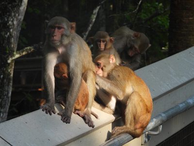 Rhesus Macaque — Introduced free-ranging troop; a juvenile grooming a mother as her infant nurses, on the boardwalk rail