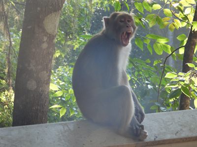 Rhesus Macaque — Introduced free-ranging troop; adult on the boardwalk rail in a wide yawn showing its canines