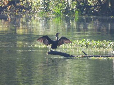 Double-crested Cormorant — Backlit wing-drying silhouette on a log in the Silver River