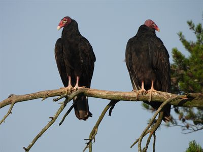 Turkey Vulture — A matched pair perched on a bare branch against the morning sky