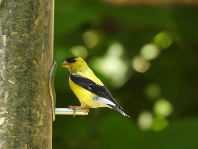 American Goldfinch — Breeding male on a feeder perch against soft green bokeh