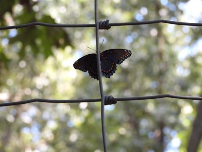Red-spotted Purple — Backlit on a wire fence, the orange spot rows and blue-edged wings glowing
