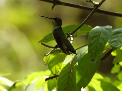Ruby-throated Hummingbird — Female or immature perched on a twig, long bill in profile