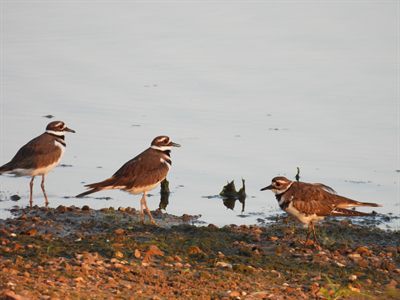 Killdeer — Three Killdeer at the shoreline in warm evening light