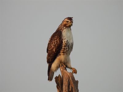 Red-tailed Hawk — Juvenile on a snag, head turned, brown-banded tail and pale eye