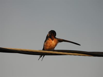 Barn Swallow — Juvenile stretching a wing while preening on a wire, rich orange underparts