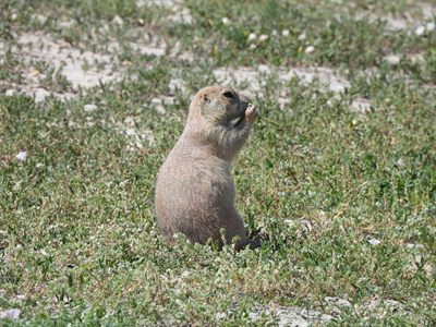 Black-tailed Prairie Dog — Sitting up eating a plant stem held in its paws