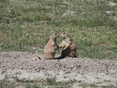 Black-tailed Prairie Dog — Two prairie dogs touching noses in a greeting 'kiss' on the burrow mound
