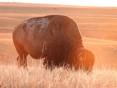 American Bison — Bull grazing in golden-hour backlight, rim light on the fur