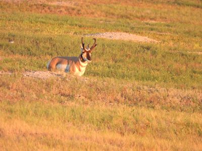 Pronghorn — Bedded buck facing the camera, horns and face markings sharp