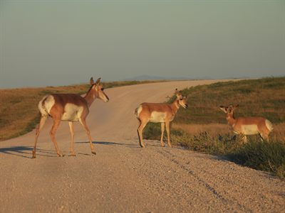 Pronghorn — Three pronghorn crossing a gravel road in golden light