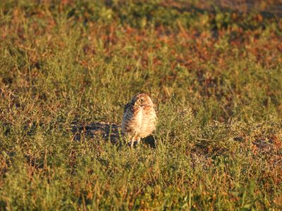 Burrowing Owl — Facing the camera beside its burrow in a prairie-dog town, yellow eyes in warm light