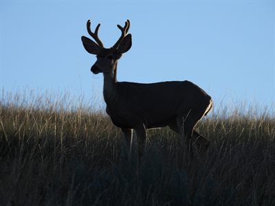 Mule Deer — Velvet-antlered buck silhouetted against a blue sky, grass in its mouth