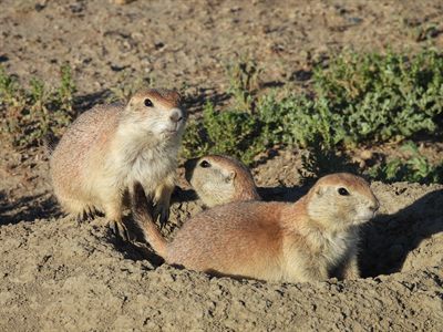 Black-tailed Prairie Dog — Family at the burrow mouth in low sun, a young one peeking out