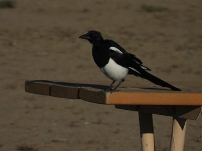 Black-billed Magpie — Full-body profile on a picnic table, long tail and white wing patch