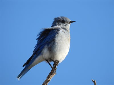 Mountain Bluebird — Female or young bird in molt on a snag against a deep blue sky