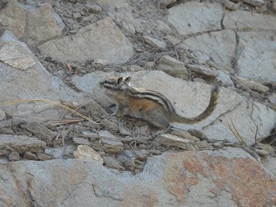 Least Chipmunk — On Black Hills granite with its tail arched, the only chipmunk species in the Black Hills