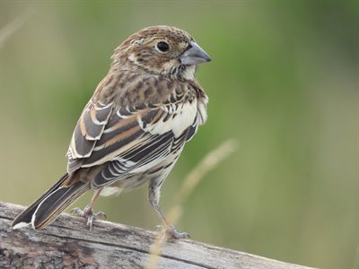 Lark Bunting — Juvenile on a weathered rail: thick blue-grey bill, scaly buff-edged back