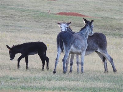 Feral Donkey — Feral (free-roaming 'begging burros'); two adults grooming each other beside a black foal, a prairie dog on its mound behind
