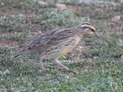 Western Meadowlark — Foraging on the ground, yellow throat and spotted flanks showing