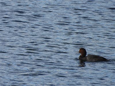 Redhead — Eclipse drake on Yellowstone Lake: rounded chestnut head, yellow eye, black-tipped blue-grey bill