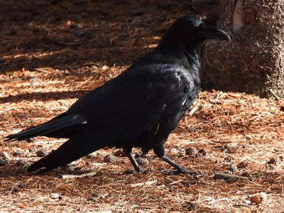 Common Raven — Full side profile on pine-needle litter, massive bill and shaggy throat