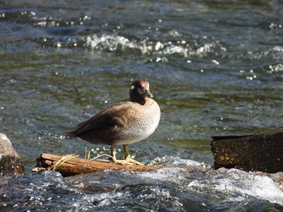 Harlequin Duck — Female standing on a log in the Yellowstone River rapids, white face spots showing