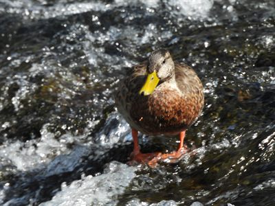 Mallard — Eclipse drake standing face-on on a rock in the Yellowstone River rapids