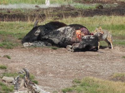 Coyote — Scavenging at an opened bison carcass, looking up from the kill