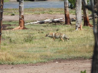 Coyote — Trotting across a meadow among burnt snags by the river