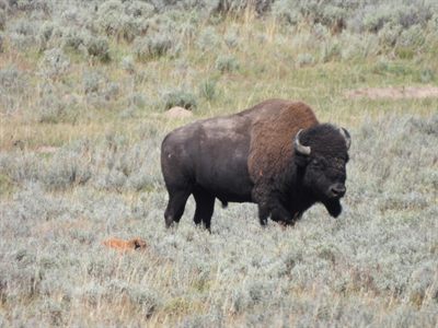 American Bison — Bull standing guard in sagebrush with a red calf bedded down at his feet